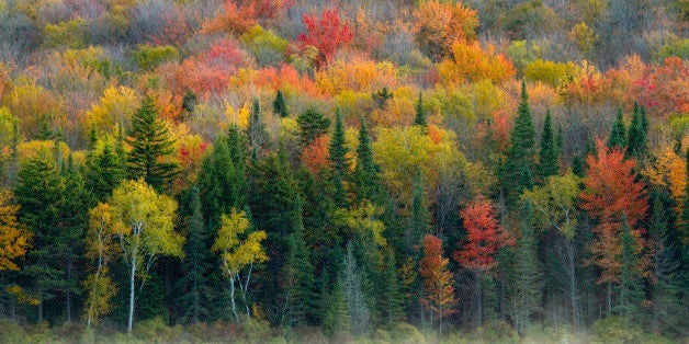 Forest of autumn leaves in Ricker Pond State Park, Vermont.