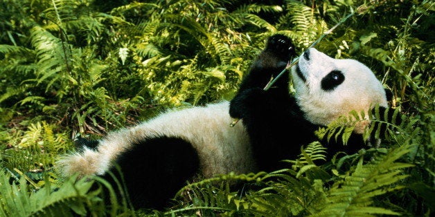 Wolong Nature Reserve. Native to very restricted areas in extreme west of China. Status of Giant panda is exceedingly vulnerable (only about 1,500 in wild). Spend most of day feeding due to the low nutritional value of Bamboo on which they feed.