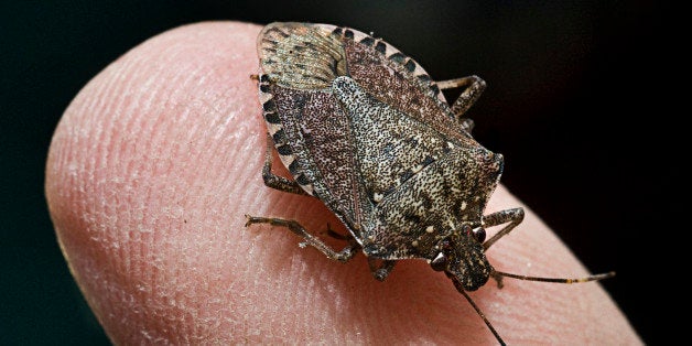 KNOXVILLE, MD - MARCH 12:Doug Inkley holds a Brown Marmorated Stink Bug on his finger Monday March 12, 2012 in Knoxville, MD. He vacuumed 26,000 stink bugs in his home from January through June of last year and another 30,000 in pheromone traps outside July through September of 2011. (Photo by Katherine Frey/The Washington Post via Getty Images)