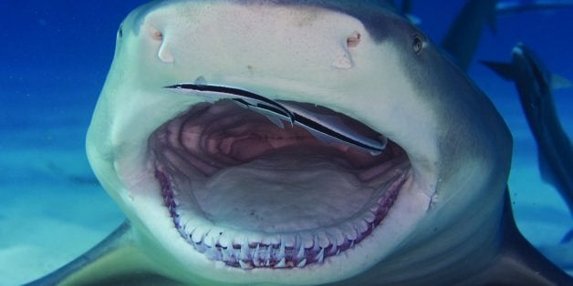 TIGER BEACH, BAHAMAS - NOVEMBER 26: ***EXCLUSIVE*** Lemon shark cleaned by shark sucker fish, on November 26, 2008 in Tiger B