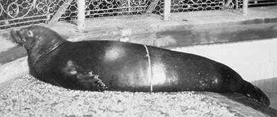 Last seen in the early 1950s, the Caribbean monk seal (<em><a href="http://www.iucnredlist.org/details/13655/0" target="_blan