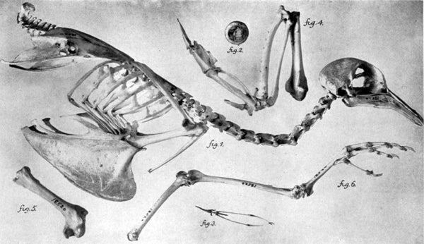 The passenger pigeon may have once constituted 25 to 40 percent of the bird population in what is now the U.S., according to 