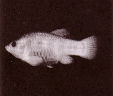 The Tecopa pupfish (<em><a href="http://www.fishbase.org/summary/49847" target="_blank">Cyprinodon nevadensis calidae</a></em