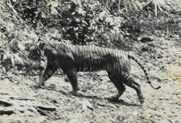 The Javan tiger (<em><a href="http://www.iucnredlist.org/details/41681/0" target="_blank">Panthera tigris ssp. sondaica</a></