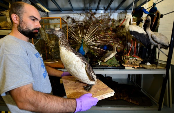 The great auk (<em><a href="http://www.iucnredlist.org/details/106003305/0" target="_blank">Pinguinus impennis</a></em>) was 