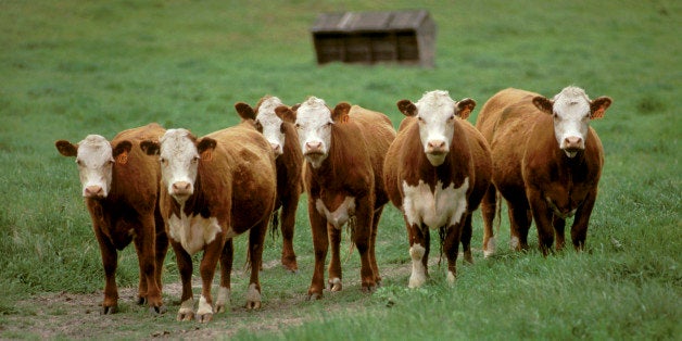 A Herd Of White Faced Hereford Cows In A Rich Pasture, California. (Photo By: MyLoupe/UIG Via Getty Images)