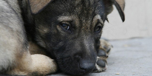 cute puppy lying on the ground ...