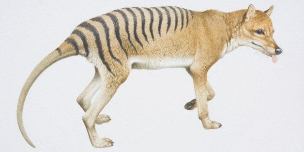 Decades after extinction declaration, hunt for Tasmanian tiger