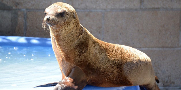 TO GO WITH AFP STORY BY MICHAEL THURSTON - A young sea lion recovers at the Marine Mammal Care Center at Fort MacArthur on Ap