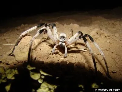 7 new spider species discovered in caves in Israel
