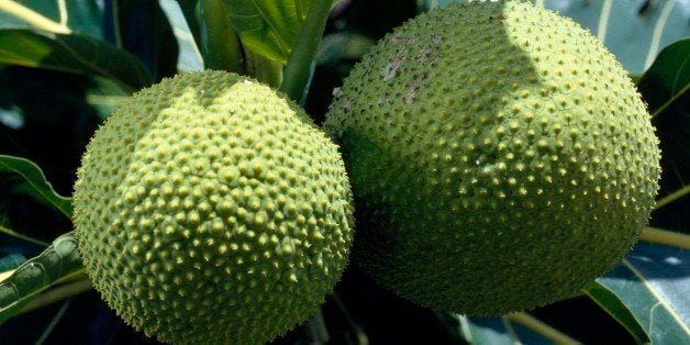 FRENCH POLYNESIA - OCTOBER 17: Fruit of the Breadfruit (Artocarpus altilis), Moraceae, French Polynesia (French Overseas Territory). (Photo by DeAgostini/Getty Images)