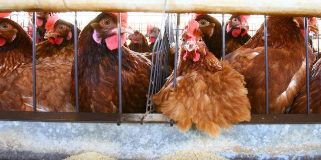 CATANIA, Italy: Picture taken 29 October 2005 shows caged battery hens in a chicken farm in Catania, Sicily. Despite reassur