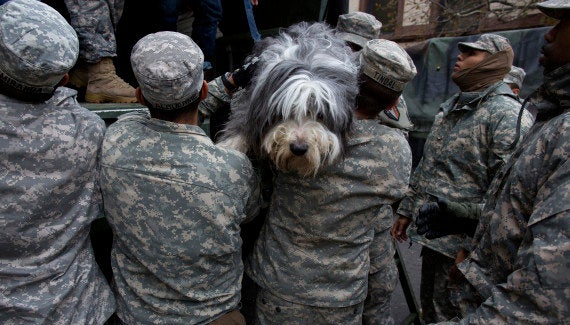 A dog named Shaggy is handed from a National Guard truck to National Guard personnel after the dog and his owner left a flood