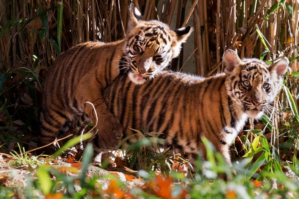 National Zoo Tiger Cubs Make Their Debut, Prove Two Is Cuter Than One