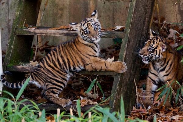 National Zoo Tiger Cubs Make Their Debut, Prove Two Is Cuter Than One