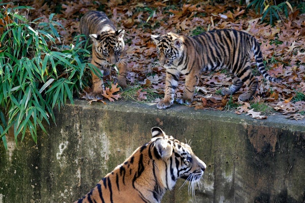 National Zoo Tiger Cubs Make Their Debut, Prove Two Is Cuter Than One