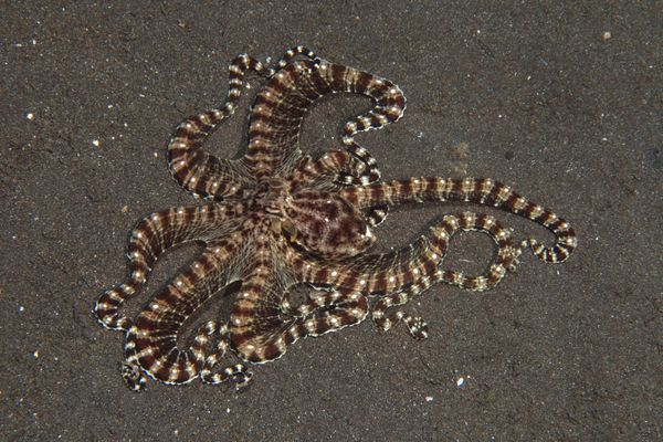 <font> Octopuses have three hearts. </font>