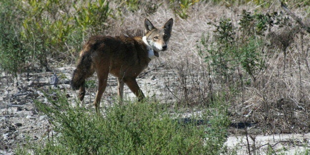 Red wolf by Ryan Nordsven, U.S. Fish and Wildlife Service.