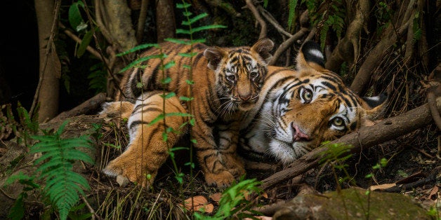 Critically endangered Indochinese tiger cubs found in Thai jungle, World  News