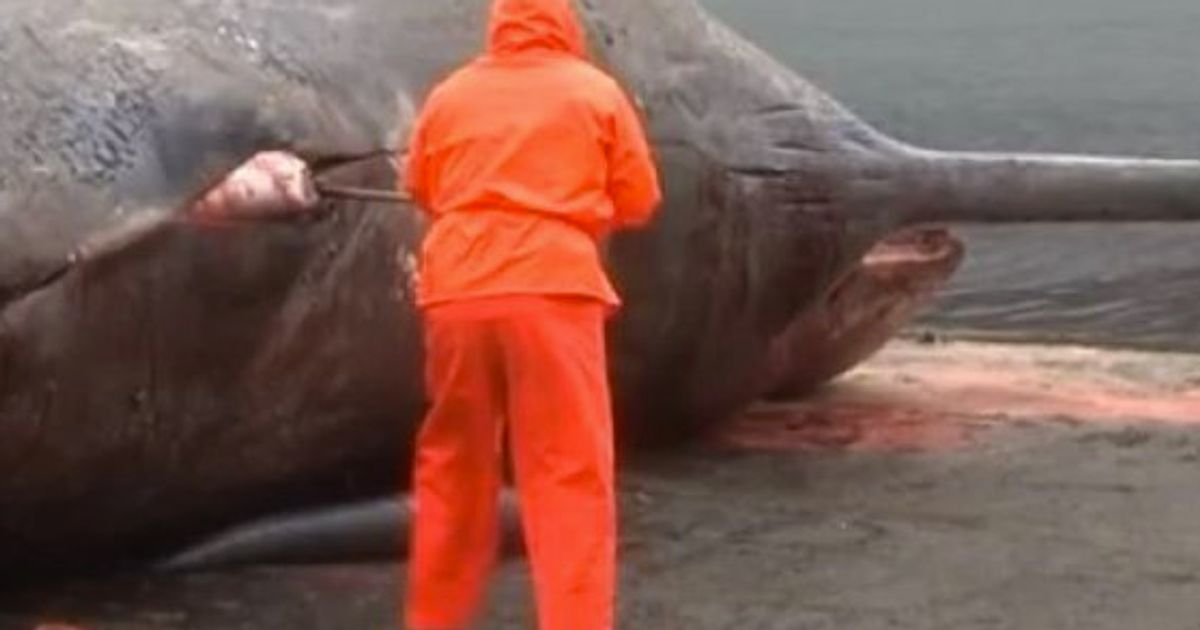 Sperm Whale Explodes In StomachChurning Clip From Faroe Islands