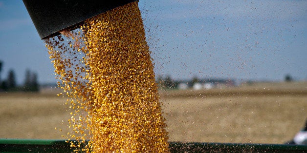 Corn is transferred from one grain cart to another during harvest outside Malden, Illinois, U.S., on Thursday, Oct. 10, 2013. Corn futures fell to a three-year low and soybeans dropped the most this month on signs of increasing supplies in the U.S., the worlds biggest producer. Photographer: Daniel Acker/Bloomberg via Getty Images