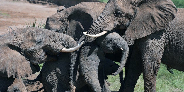 Elephants help an elephant calf up a slope after fording the Ewaso Nyiro river in Samburu game reserve on May 8, 2013. UNEP goodwill ambassador and Chinese actress Li Bingbing was on an official visit in Kenya to highlight issues of Africa's poaching crisis. AFP PHOTO/Carl de Souza (Photo credit should read CARL DE SOUZA/AFP/Getty Images)