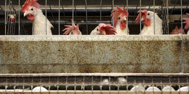 150,000 hens live and lay eggs in stacked cages at an industrial henhouse in Livingston, California, November 9, 2007. The U.S. Humane Society is pushing a ballot initiative that would make California the first state in the nation to ban cages on egg farms. (Photo by Florence Low/Sacramento Bee/MCT via Getty Images)