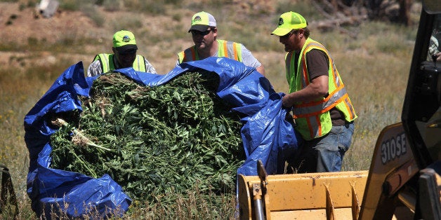 LYONS, CO - SEPTEMBER 01: Boulder county workers push a load of seized marijuana for disposal on September 1, 2010 near Lyons, Colorado. More than 7,000 marijuana plants were found after a hiker came across the illicit crop in a remote area of national forest land. The seizure has an estimated street value of more than $1 million. Although marijuana is smoked legally for medicinal use in Colorado, unlicensed growing of the plant is illegal. (Photo by John Moore/Getty Images)