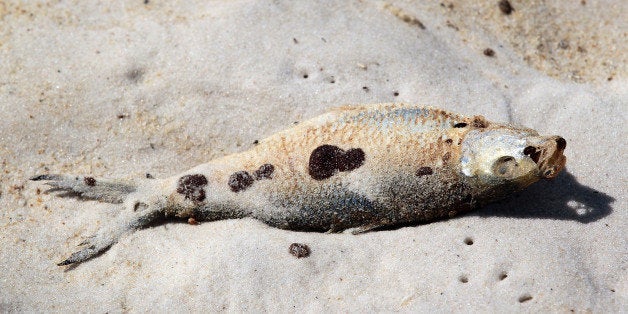 ORANGE BEACH, AL- JUNE 27: A dead fish laying on the sand is seen with oil residue on it from the Deepwater Horizon oil spil