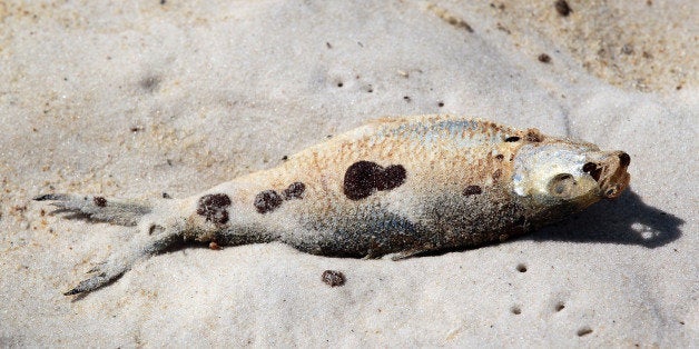 ORANGE BEACH, AL- JUNE 27: A dead fish laying on the sand is seen with oil residue on it from the Deepwater Horizon oil spill in the Gulf of Mexico on June 27, 2010 in Orange Beach, Alabama. Millions of gallons of oil have spilled into the Gulf since the April 20 explosion on the drilling platform. (Photo by Joe Raedle/Getty Images)