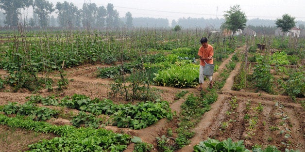 TO GO WITH AFP STORY 'Lifestyle-China-farm-food-health,FEATURE' by Fran Wang A Chinese farmer tends to the crops at Ji Yunliang's organic farm in the outskirt of Beijing on June 7, 2010. Ji Yunliang worked as a missile researcher at a large state-owned enterprise and later earned a doctorate in chemistry at a prestigious Beijing university -- now, he is running a small, organic farm. In a country hit by a series of food safety scandals, the interest in organic produce is growing fast. AFP PHOTO/OLLI GEIBEL (Photo credit should read OLLI GEIBEL/AFP/Getty Images)