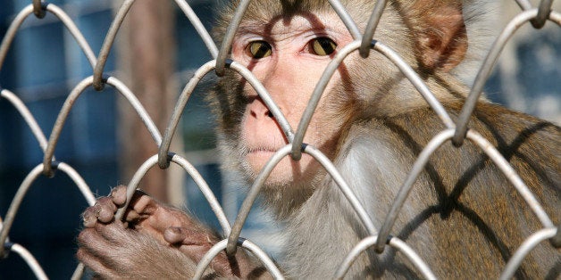 TO GO WITH AFP STORY BY ALEXANDER OSIPOVICH This picture taken on Decmber 10, 2009 shows a monkey peering out from its enclosure at the Institute of Experimental Pathology and Therapy in Sukhimi. The monkeys at this run-down research centre which was once the pride of Soviet science have seen it all -- a brutal civil war, freezing winters and starvation. The monkeys at this run-down research centre which was once the pride of Soviet science have seen it all -- a brutal civil war, freezing winters and starvation. Now, if the scientists at the Institute of Experimental Pathology and Therapy have their way, one of these furry apes could someday be plucked from its cage and sent on a pioneering mission to Mars. AFP PHOTO / IBRAGIM CHKADUA (Photo credit should read IBRAGIM CHKADUA/AFP/Getty Images)