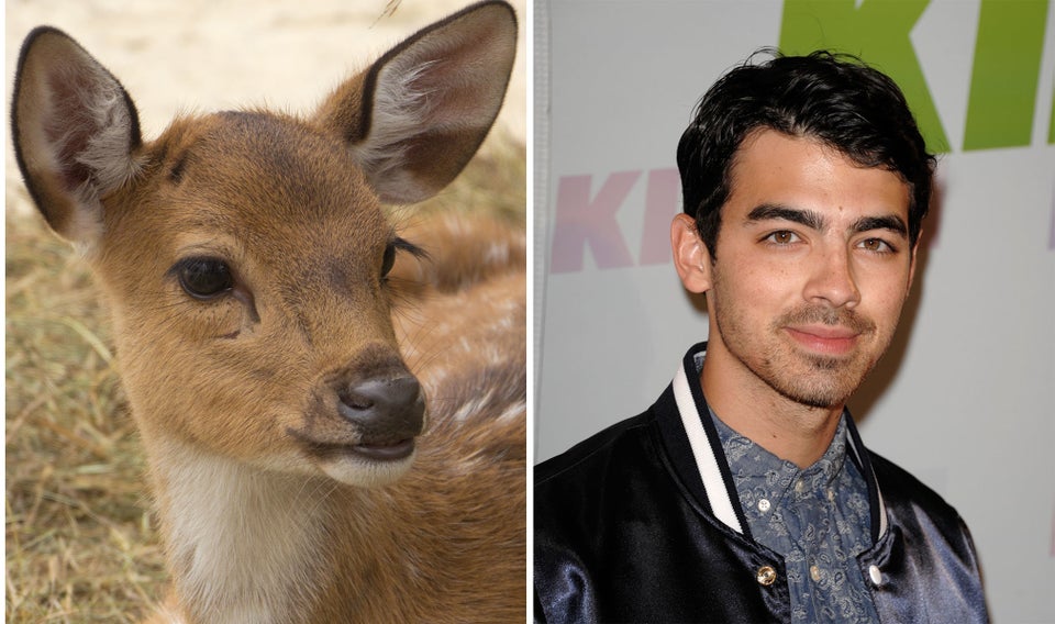 celebrity look alikes animals