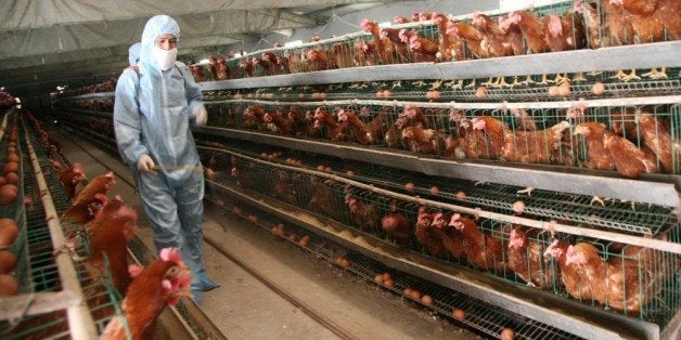 BAOFENG, CHINA - APRIL 17: (CHINA OUT) A health worker sprays disinfectant at a poultry farm on April 17, 2013 in Baofeng, C