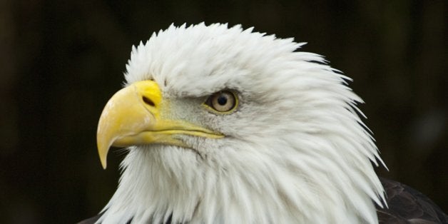 Bald Eagle, Haliaeetus Leucocephalus, adult female head study, Gauntlet Raptor Centre, Cheshire, England, United Kingdom. (Ph