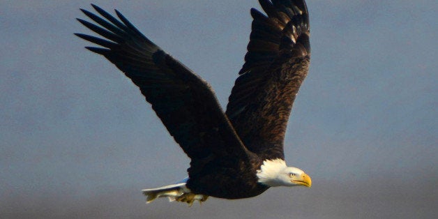 DARLINGTON, MD - NOVEMBER 29: An American bald eagle bags a fish in the prime fishing grounds below Conowingo Dam in Darlington, MD on November 29, 2012. On most days between Thanksgiving and into January, the shallow waters becomes a prime spot to watch 20-50 eagles hunt for prey along the Susquehanna river. Fish that are sucked through the dam turbines are easy pickings on the other side for eagles as well as buzzards, crows and seagulls. Once the first cold snaps hit in the north, the eagles migrate south for a few months. Wildlife photographers and bird enthusiasts far outnumber fishermen a the dam these days as they try to capture perfect shots of eagles hunting, mid-air fights and dining on fish. Binoculars or high powered lenses are recommended if you want to see the birds up close. Photo shot with a Nikon 600mm f4 lens with a 1.4 teleconverter. (Photo by Linda Davidson / The Washington Post via Getty Images)