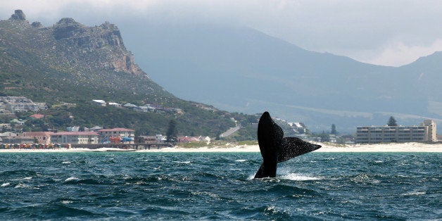 A Southern right whale slaps its tail near the shore of Muizenberg Beach in False Bay, Cape Town on October 11, 2013. Southern right whales visit the southern coastline of South Africa annually, using the sheltered bays as their breeding ground. The whales return to their feeding ground off Antarctica in November. AFP PHOTO / JENNIFER BRUCE (Photo credit should read JENNIFER BRUCE/AFP/Getty Images)