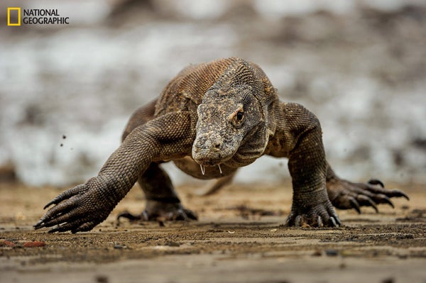 Komodo Dragon Video National Geographic