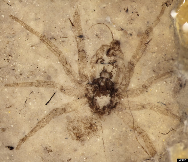 Spider Fossil Preserved Surprisingly Well After 165 Million Years ...