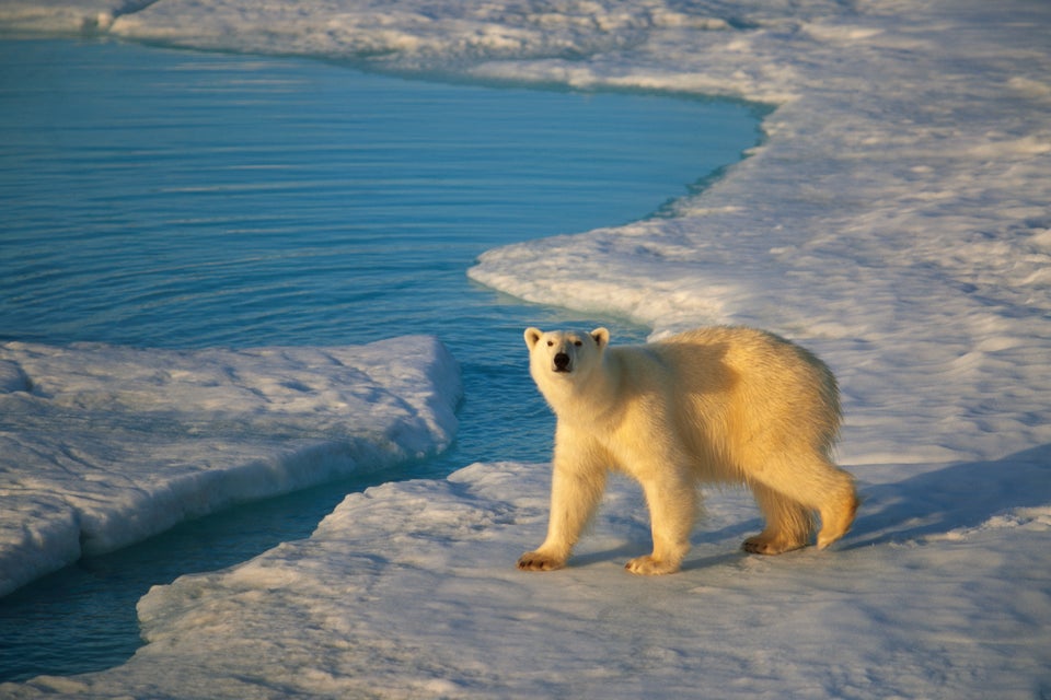 15 polar bears to get you through the (not quite) polar vortex