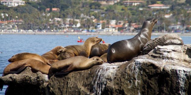 Sea Lions sleeping on the rocks, La Jolla cove in California
