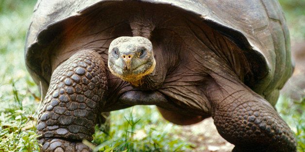 Giant Tortoise, Galapagos Islands, Ecuador (Photo by Hoberman Collection/UIG via Getty Images)