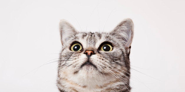 15 Cute Cat GIFs  HuffPost Entertainment