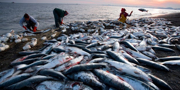 UNITED STATES - JUNE 29: Setnet fishermen trap salmon when the fish swim close to shore. Bristol Bay, Alaska. (Photo by Michael Melford/National Geographic/Getty Images)