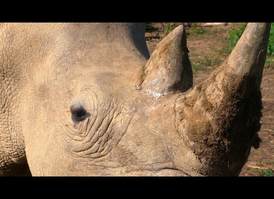 Lorinda Hern - Co Founder - Rhino Rescue Project