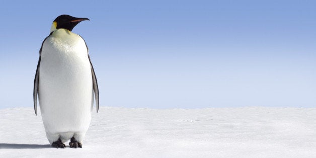 pix Emperor Penguin Cut Out saving emperor penguins requires swift