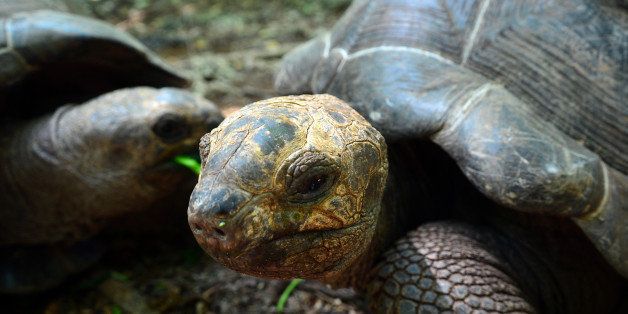 Giant tortoises eat leaves on Prison island in Zanzibar on January 9, 2013. The giant tortoises were imported from the Seychelles in the late 19th century. AFP PHOTO / GABRIEL BOUYS (Photo credit should read GABRIEL BOUYS/AFP/Getty Images)