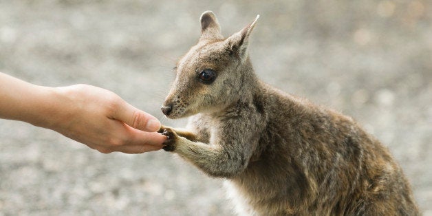 pic Wallabies In Hawaii very rare wallaby spotted in hawaii