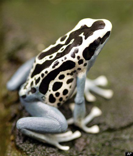 Peru Poison Frog Is Monogamous, For One Reason Only | HuffPost Impact