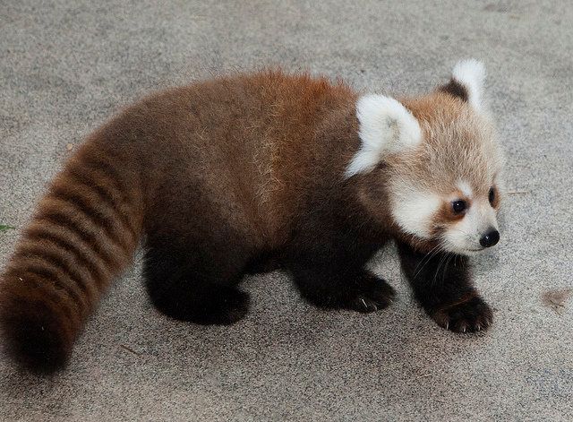 Red panda cub at National Zoo